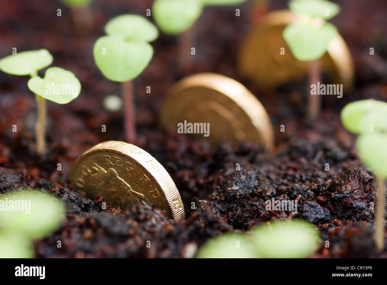Una libbra di monete tra i giovani piantine Foto Stock
