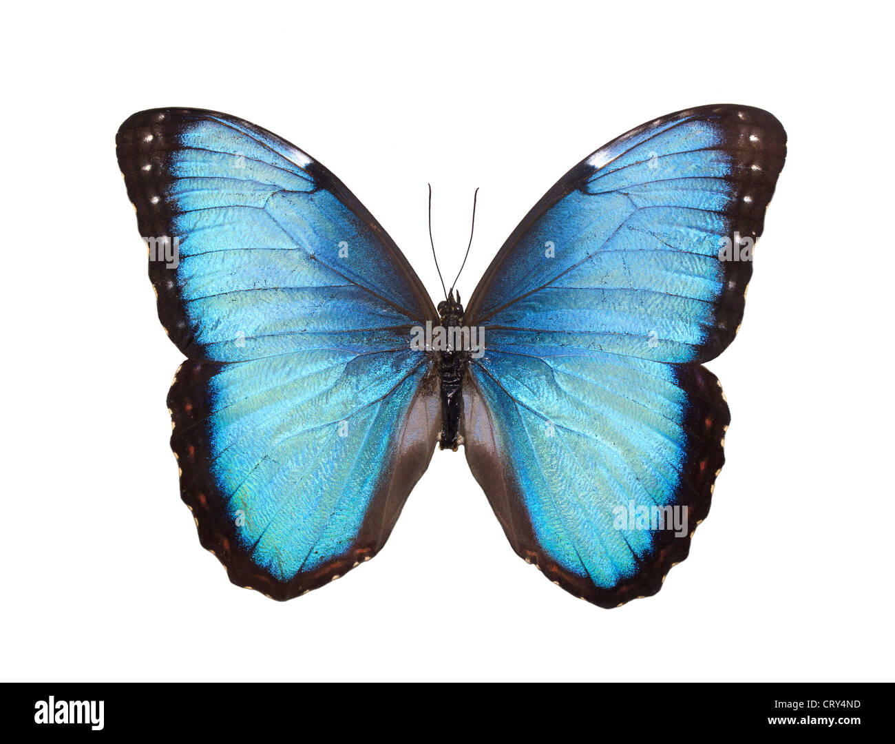 Blue Butterfly isolato su bianco Foto Stock