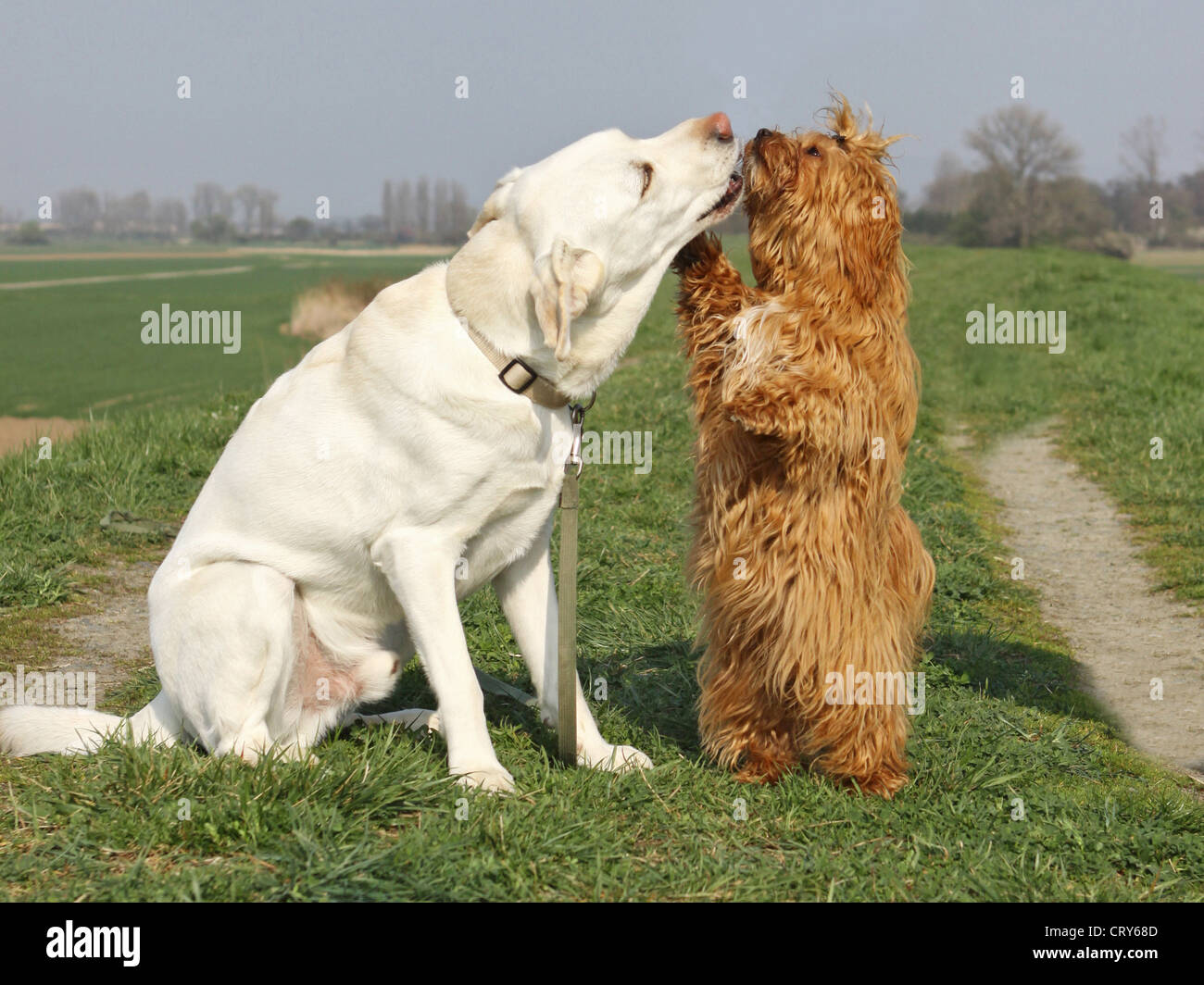 Havanese verticale seduta anteriore Labrador Retriever Foto Stock