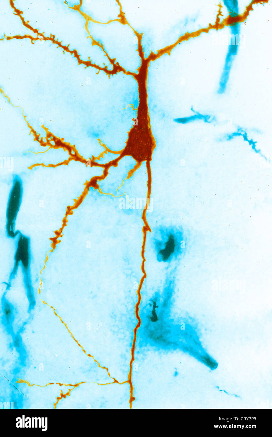 NEURONE Foto Stock