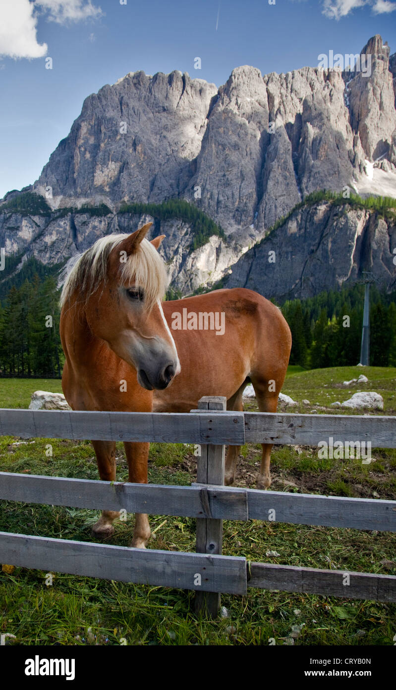 Pony al Passo Gardena vicino a Colfosco, Dolomiti, Italia Foto Stock