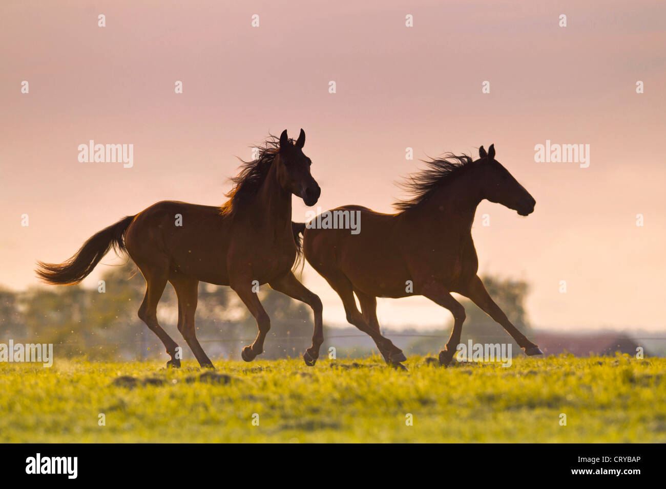 Tennesse passeggiate a cavallo nel Tennessee Walker due individui galoppo prato luce della sera Foto Stock
