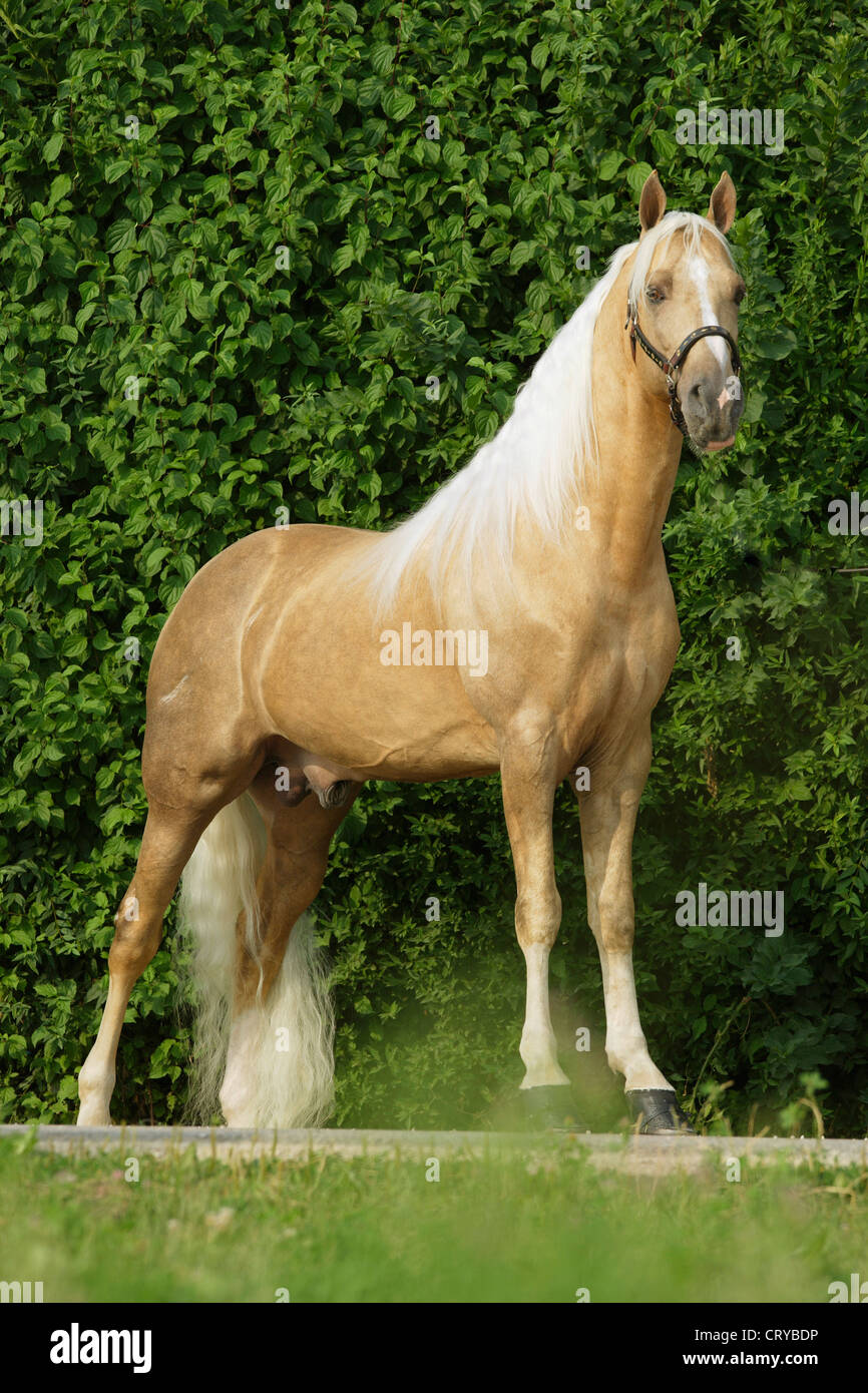 Tennesse passeggiate a cavallo nel Tennessee Walker Palomino prato permanente Foto Stock