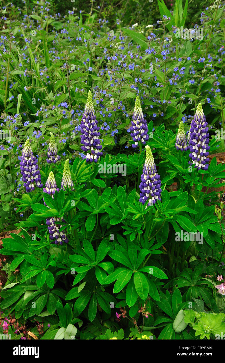 Bella viola i lupini in un giardino mista confine REGNO UNITO Foto Stock