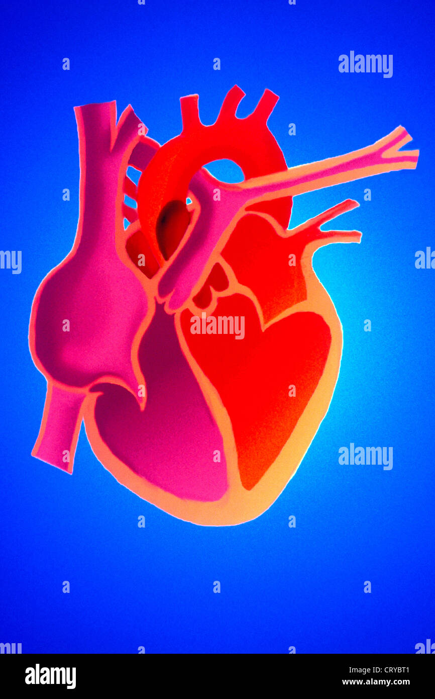 Cuore, illustrazione Foto Stock