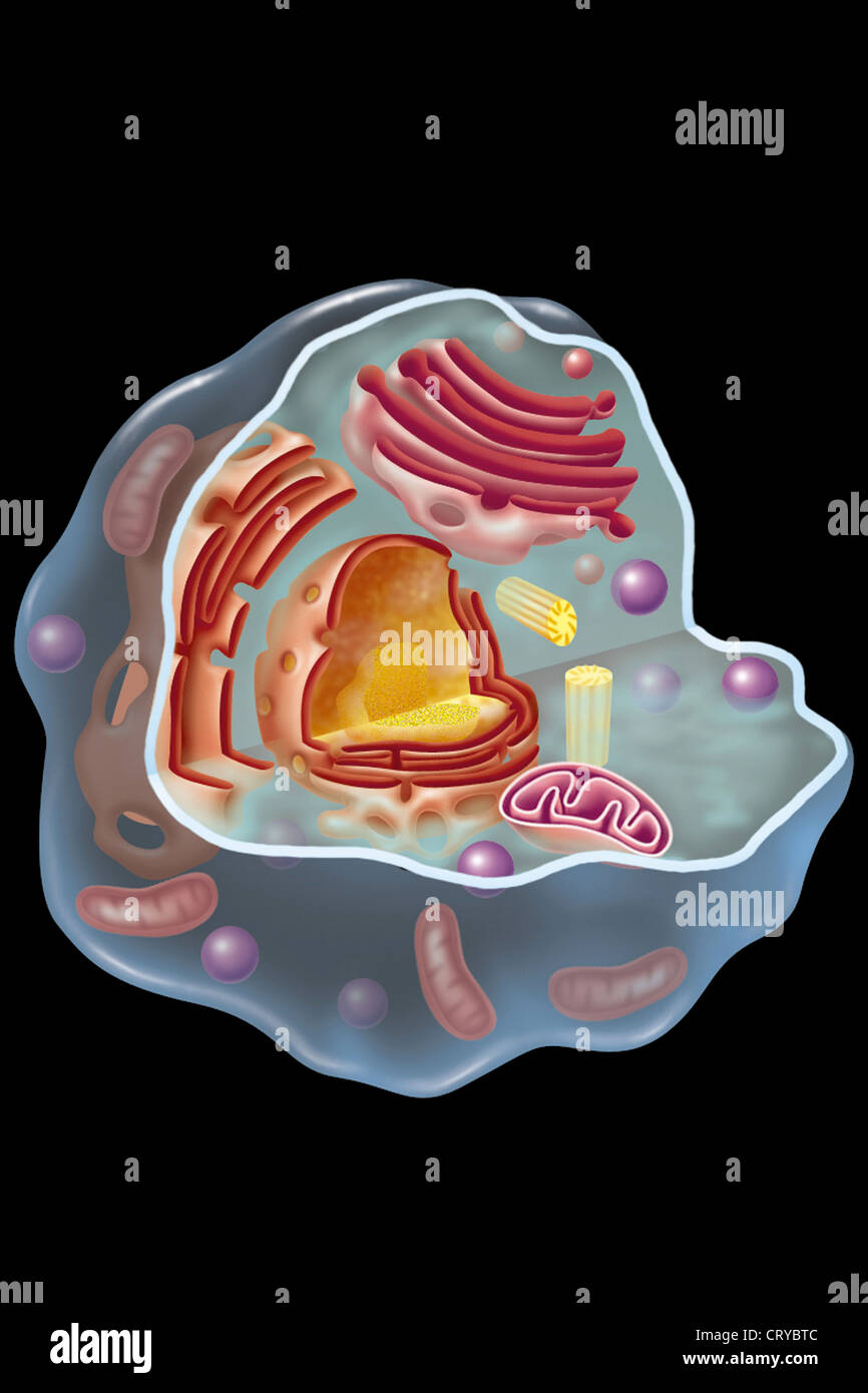 CELLA, DISEGNO Foto Stock