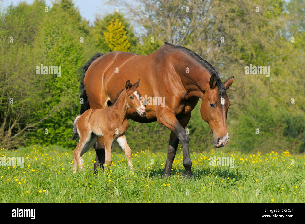 Oldenburg Warmblood Mare con puledro prato a piedi Foto Stock