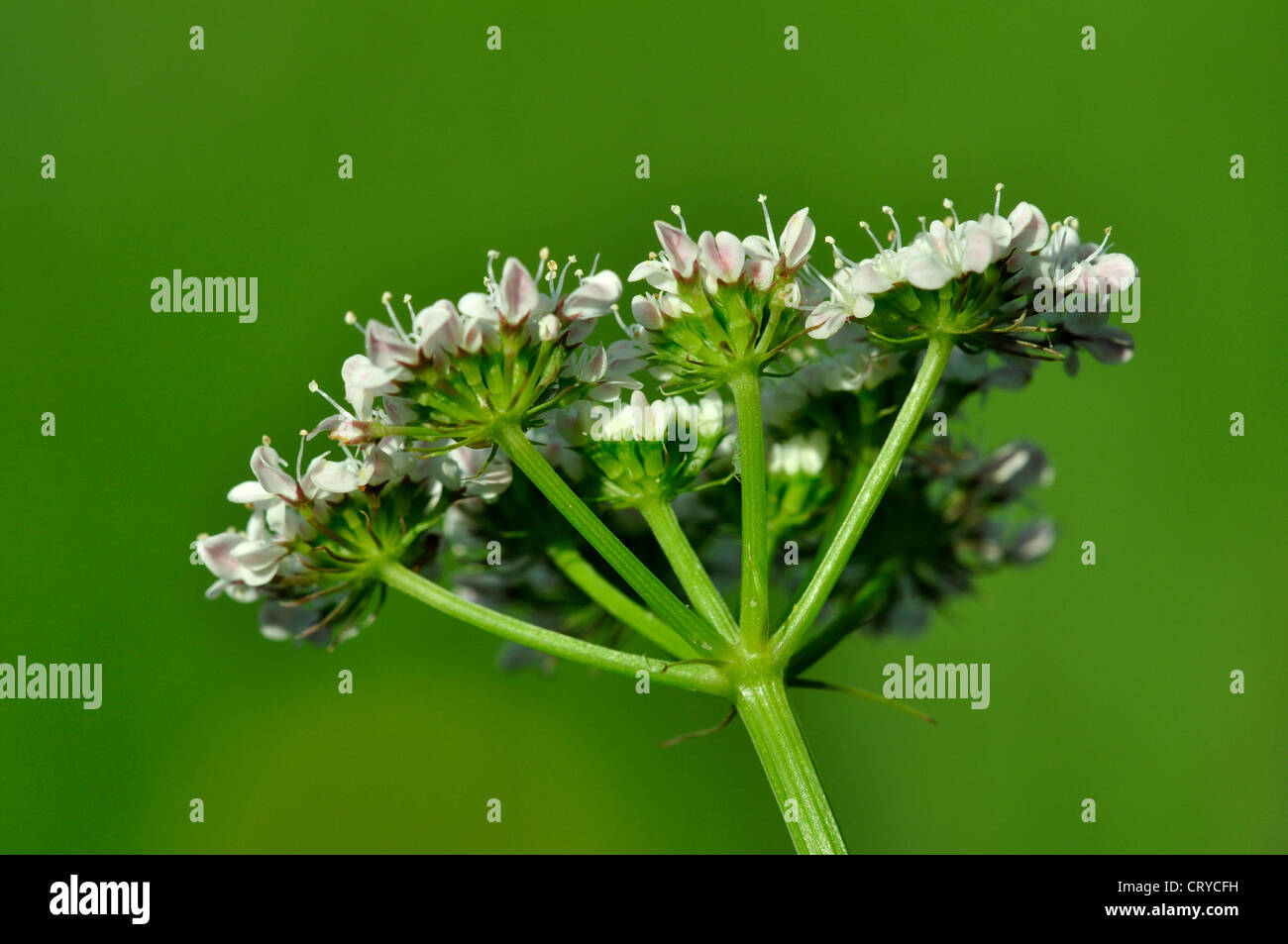 Corky a frutto grosso acqua-dropwort in fiore. Prati Kingcombe DWT riserva, Dorset, Regno Unito Giugno 2012 Foto Stock