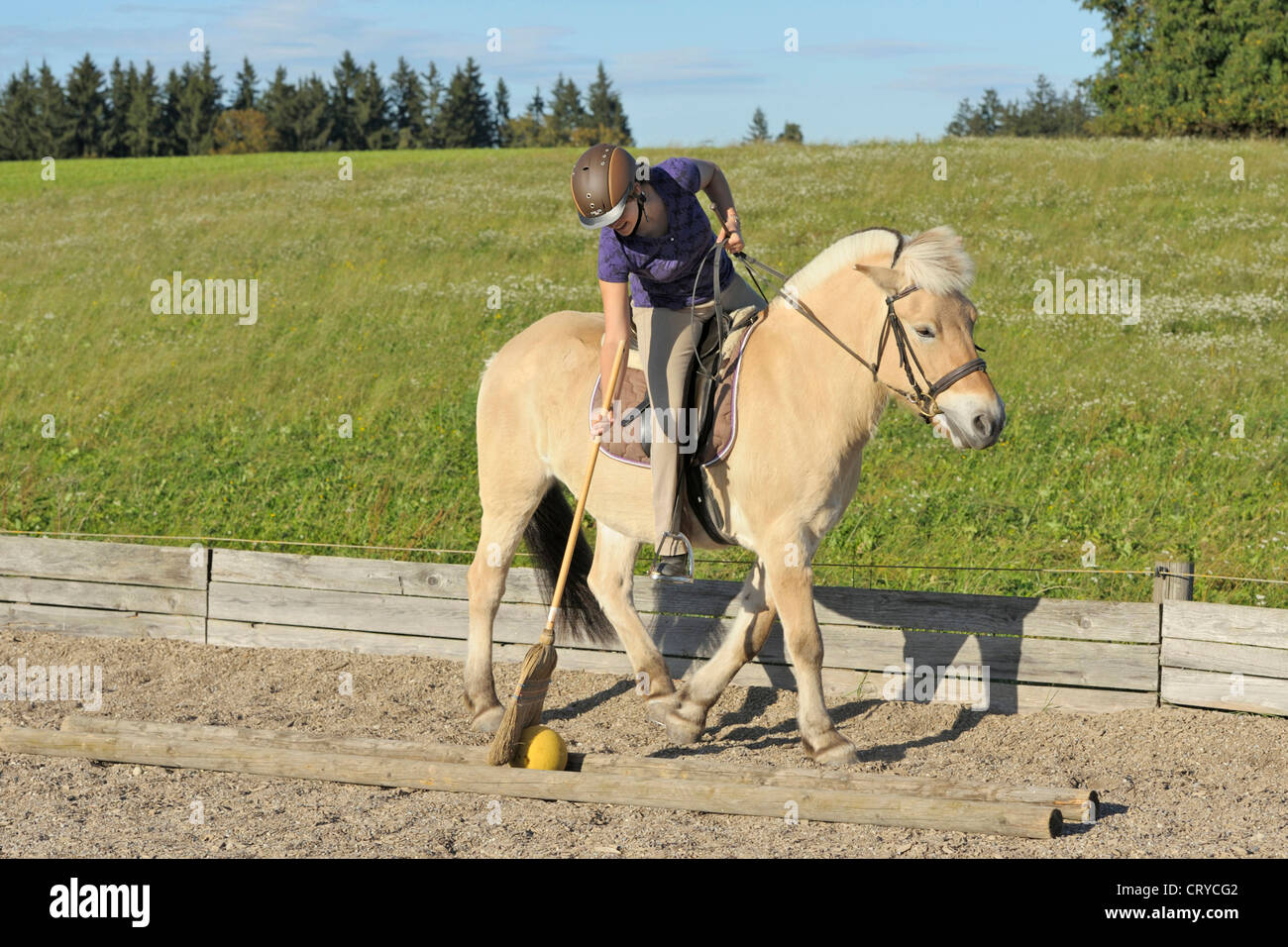 Fiordo norvegese cavallo giovane pilota la falciatura di una sfera con una  scopa Foto stock - Alamy