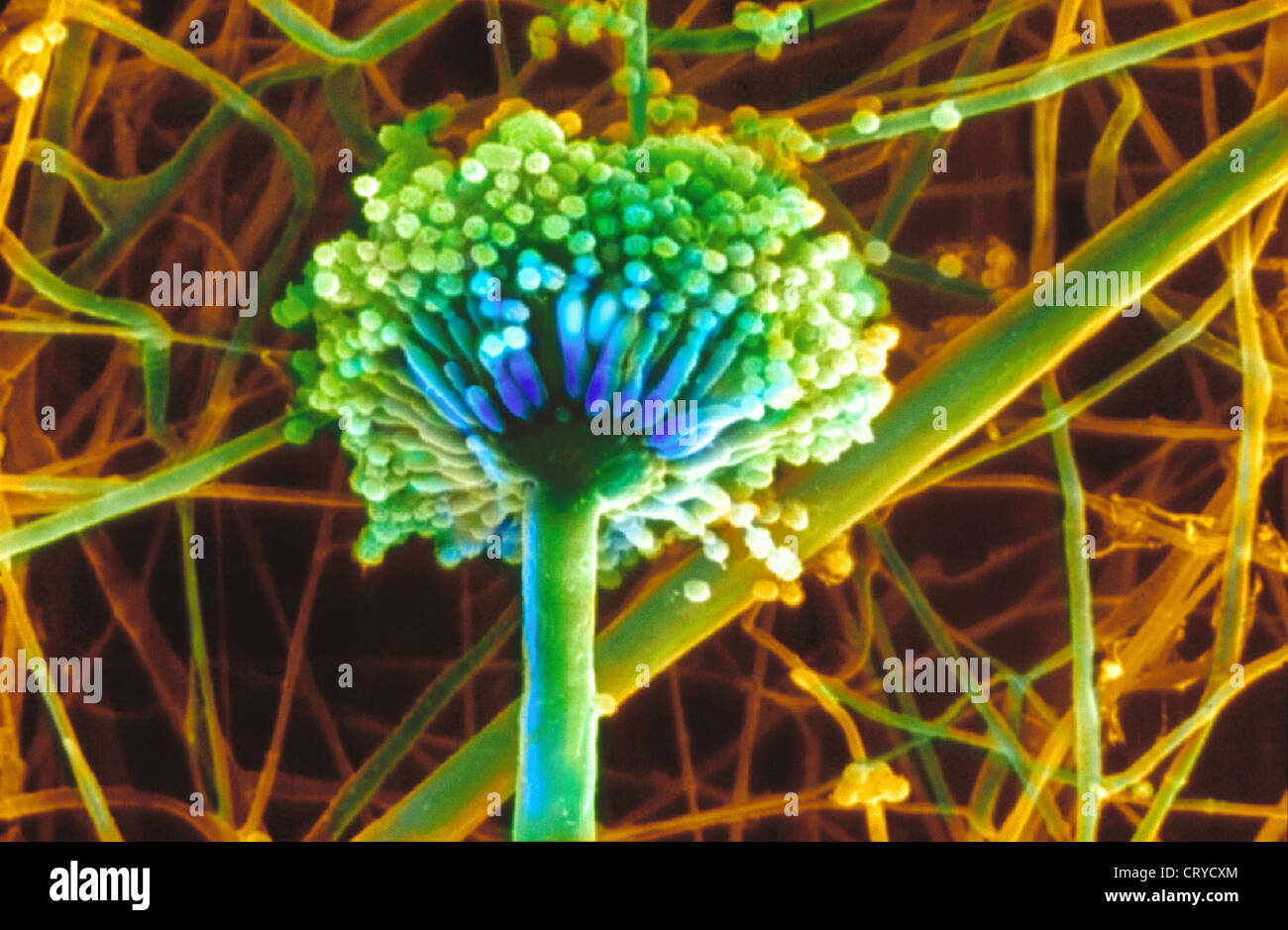 ASPERGILLUS NIGER Foto Stock