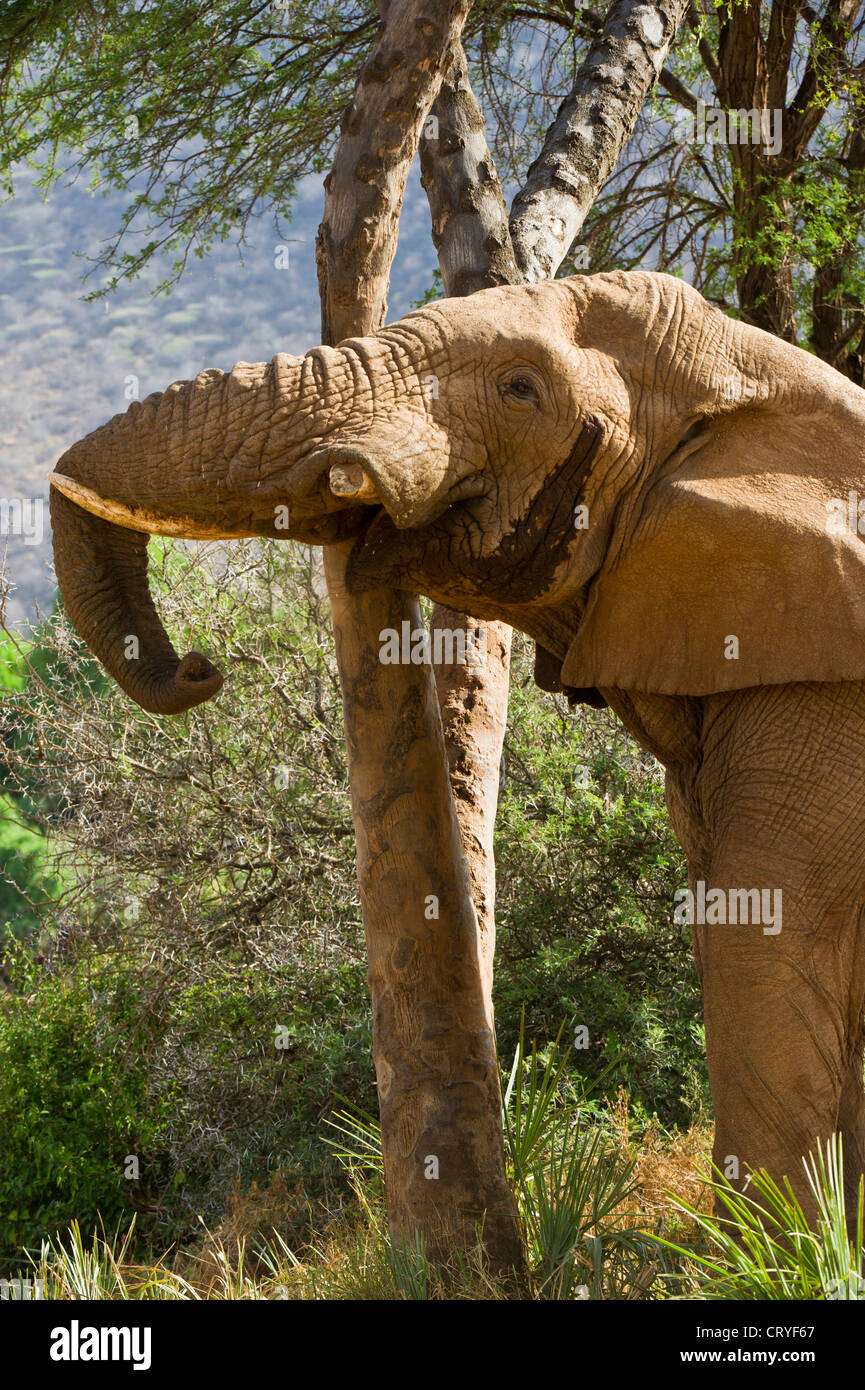 Elefante africano di Bull in musth (Loxodonta africana) agitando doum Palm tree per allentare i frutti. Foto Stock