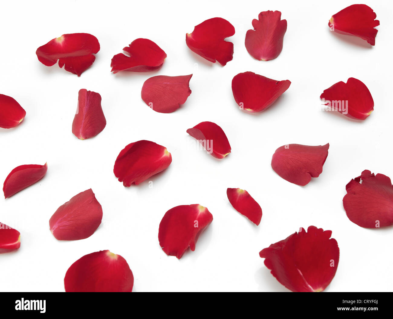 Una diffusione casuale di rosso petali di rosa su sfondo bianco Foto Stock