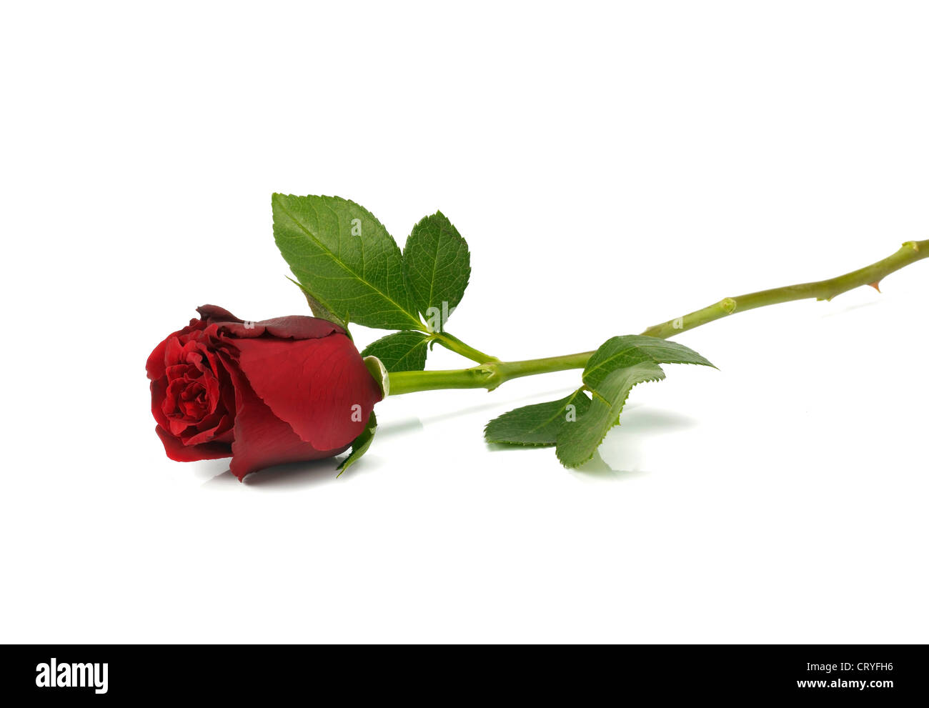 Una sola rosa rossa sdraiato su sfondo bianco Foto stock - Alamy