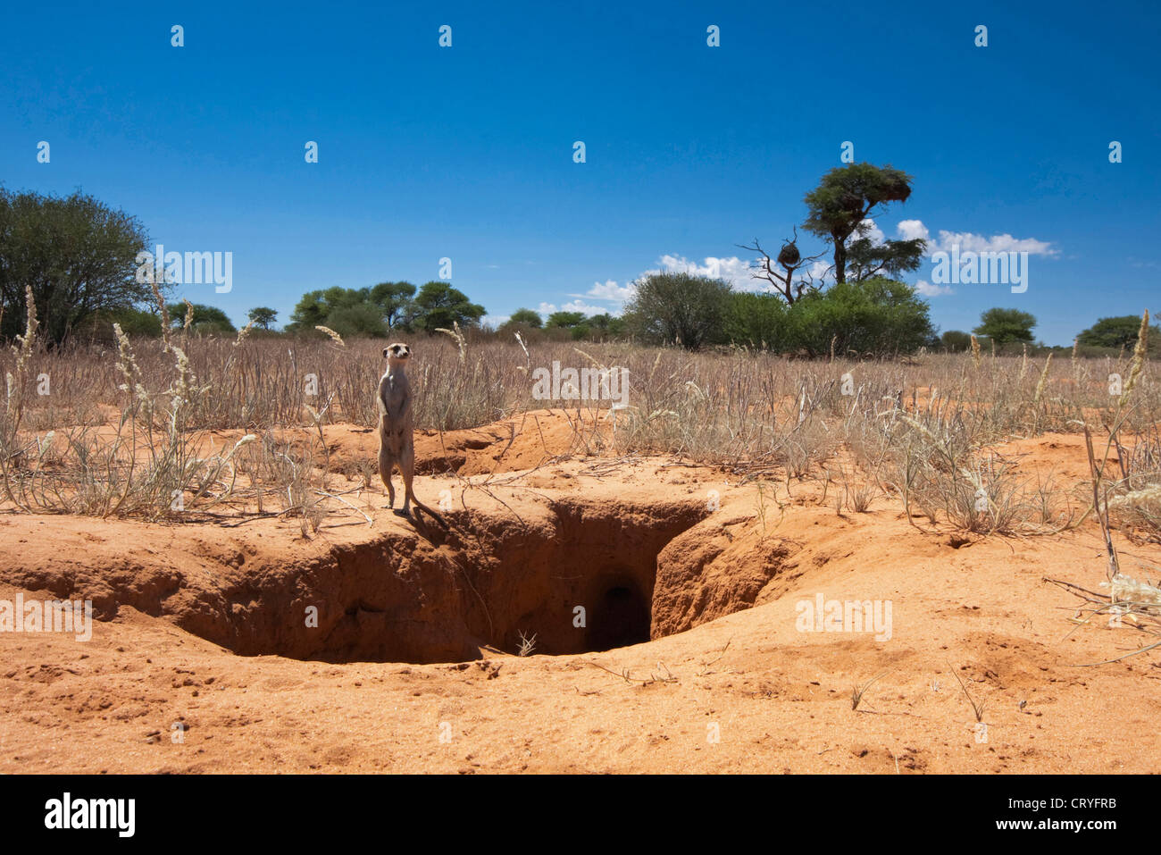 In piedi vicino meerkat aardvark burrow (Suricata suricatta) Foto Stock