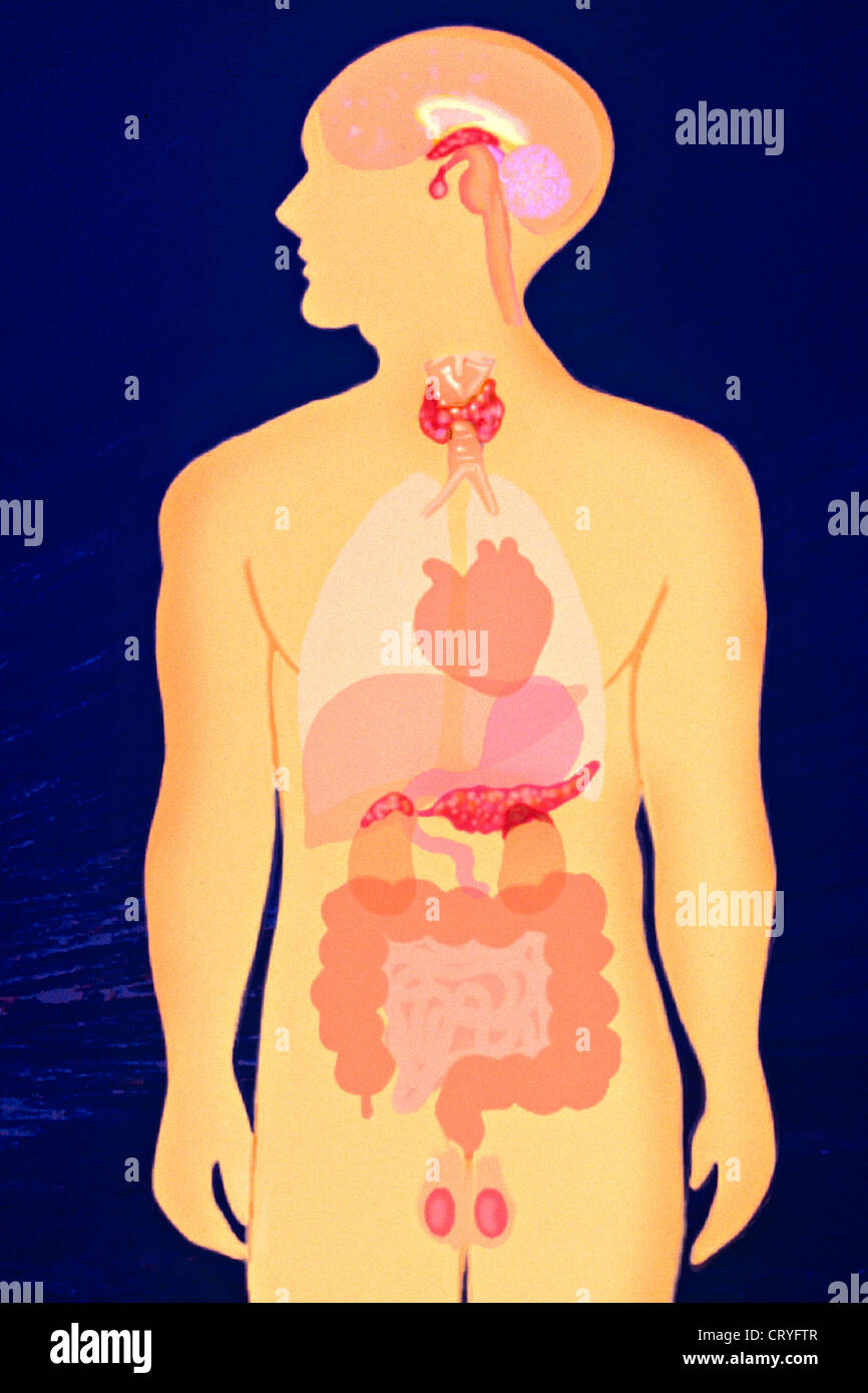 Ghiandola endocrina, illustrazione Foto Stock