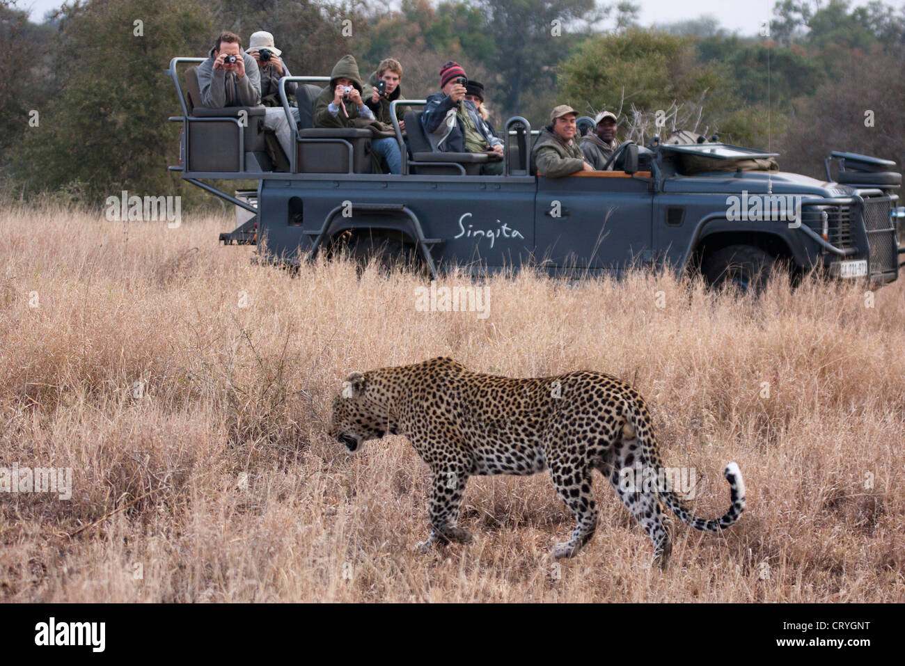 I turisti la visione di Leopard da un gioco di guidare il veicolo Foto Stock