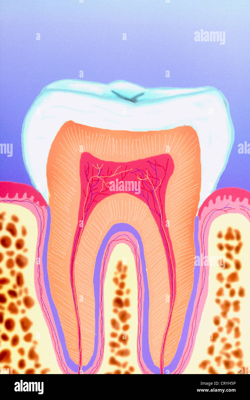 DENTE, DISEGNO Foto Stock