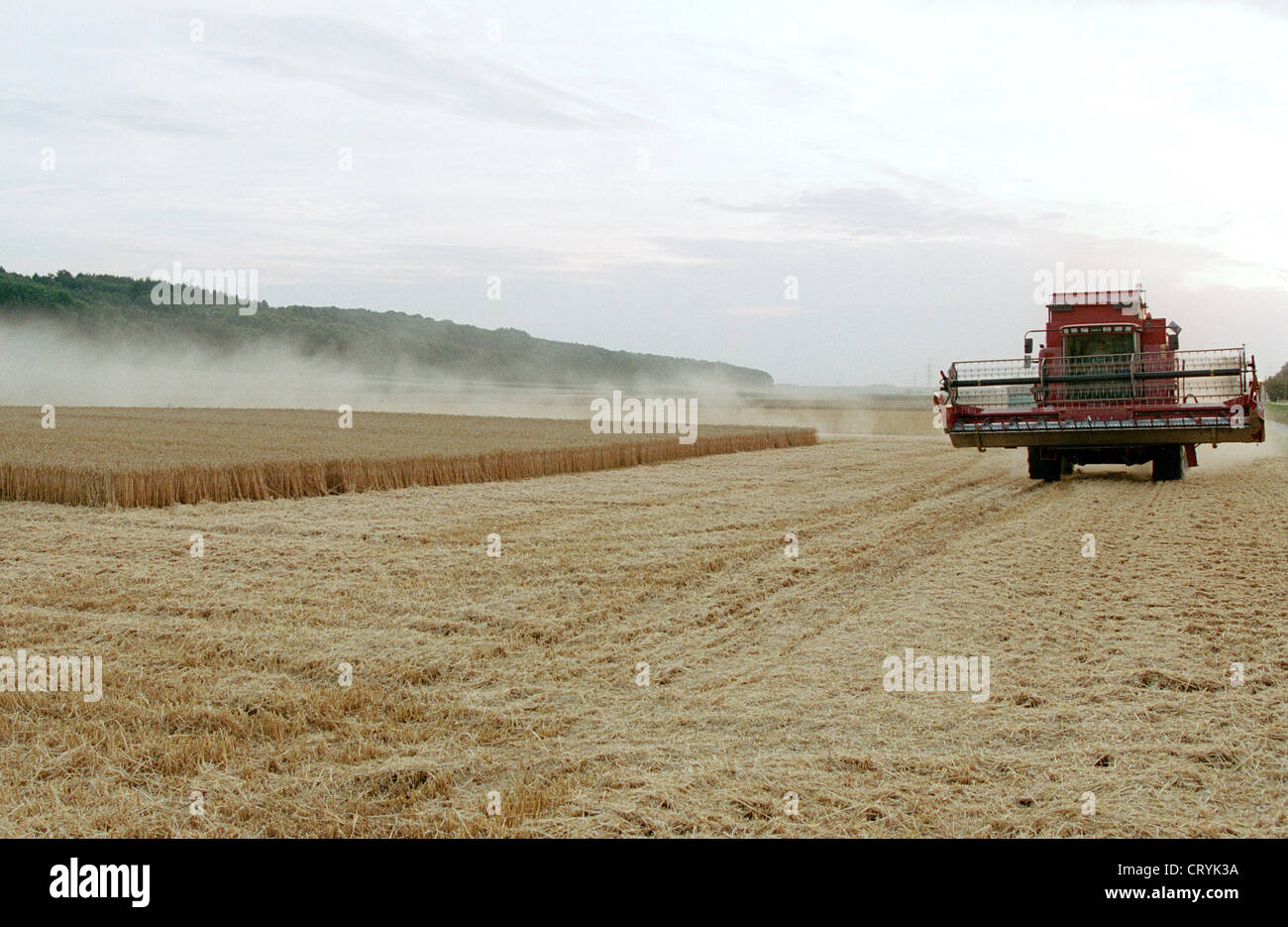 Il raccolto di un campo di mais con una mietitrebbia Foto Stock