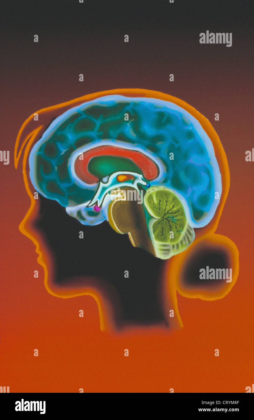 ILLUSTRAZIONE DEL CERVELLO Foto Stock