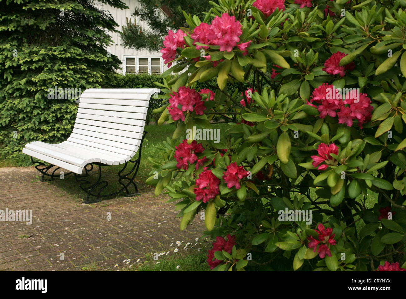 Banco di bianco in un parco con boccola di rododendro Foto Stock