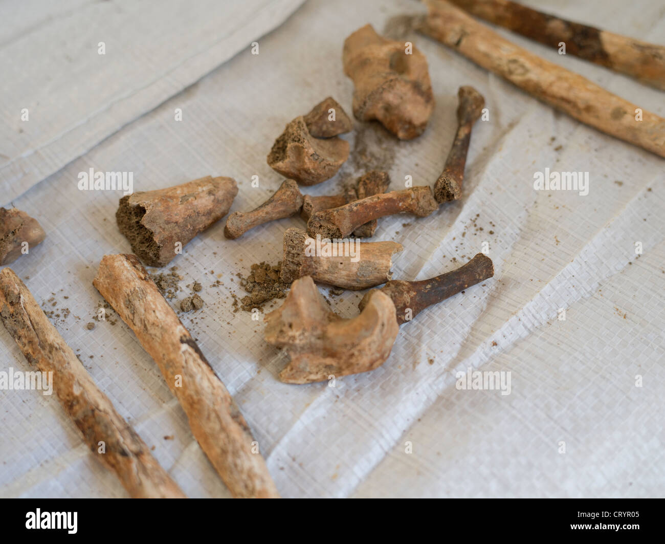 Frammenti di osso parte dei resti umani dalla seconda guerra mondiale che si trovano in fase di costruzione su Okinawa Foto Stock