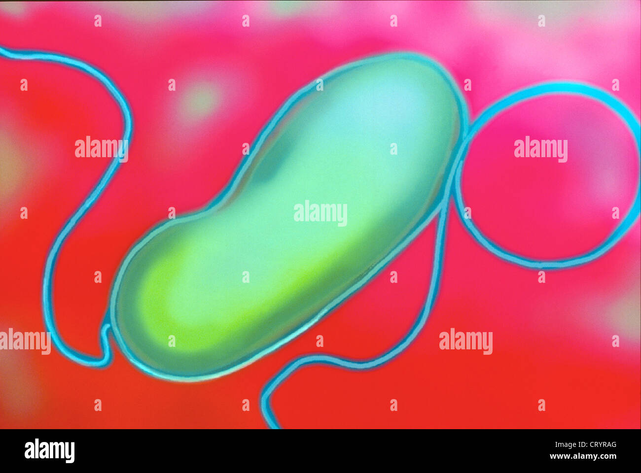 HELICOBACTER PYLORI Foto Stock