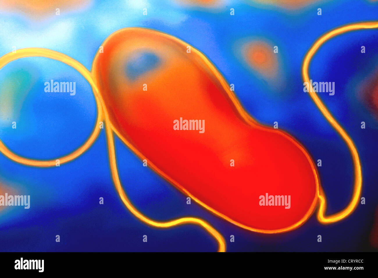 HELICOBACTER PYLORI Foto Stock