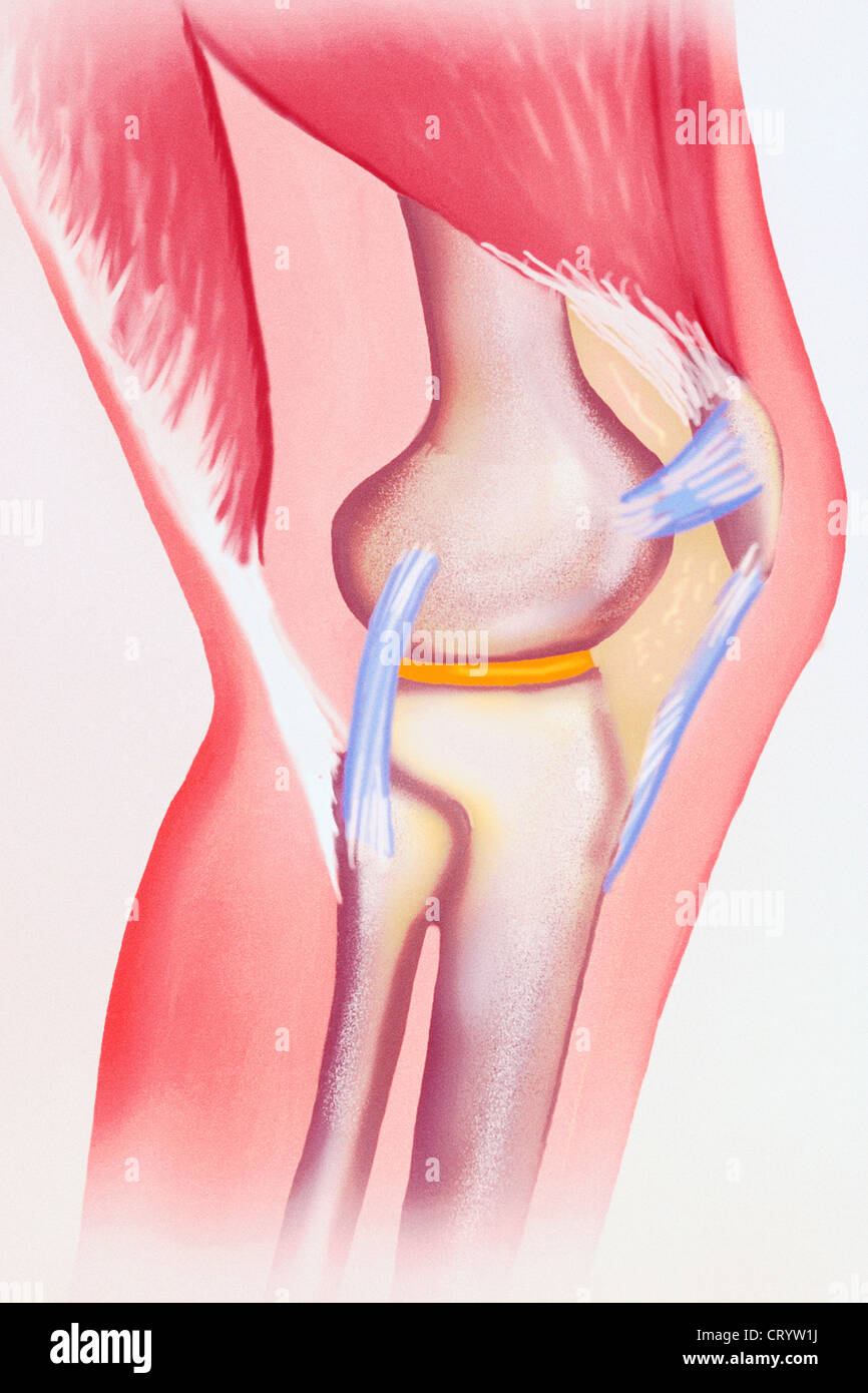Il legamento del ginocchio, disegno Foto Stock