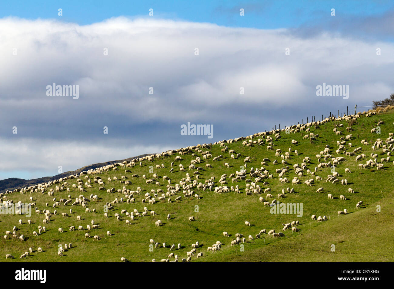 Una collina piena di pecora, Isola del Sud della Nuova Zelanda Foto Stock