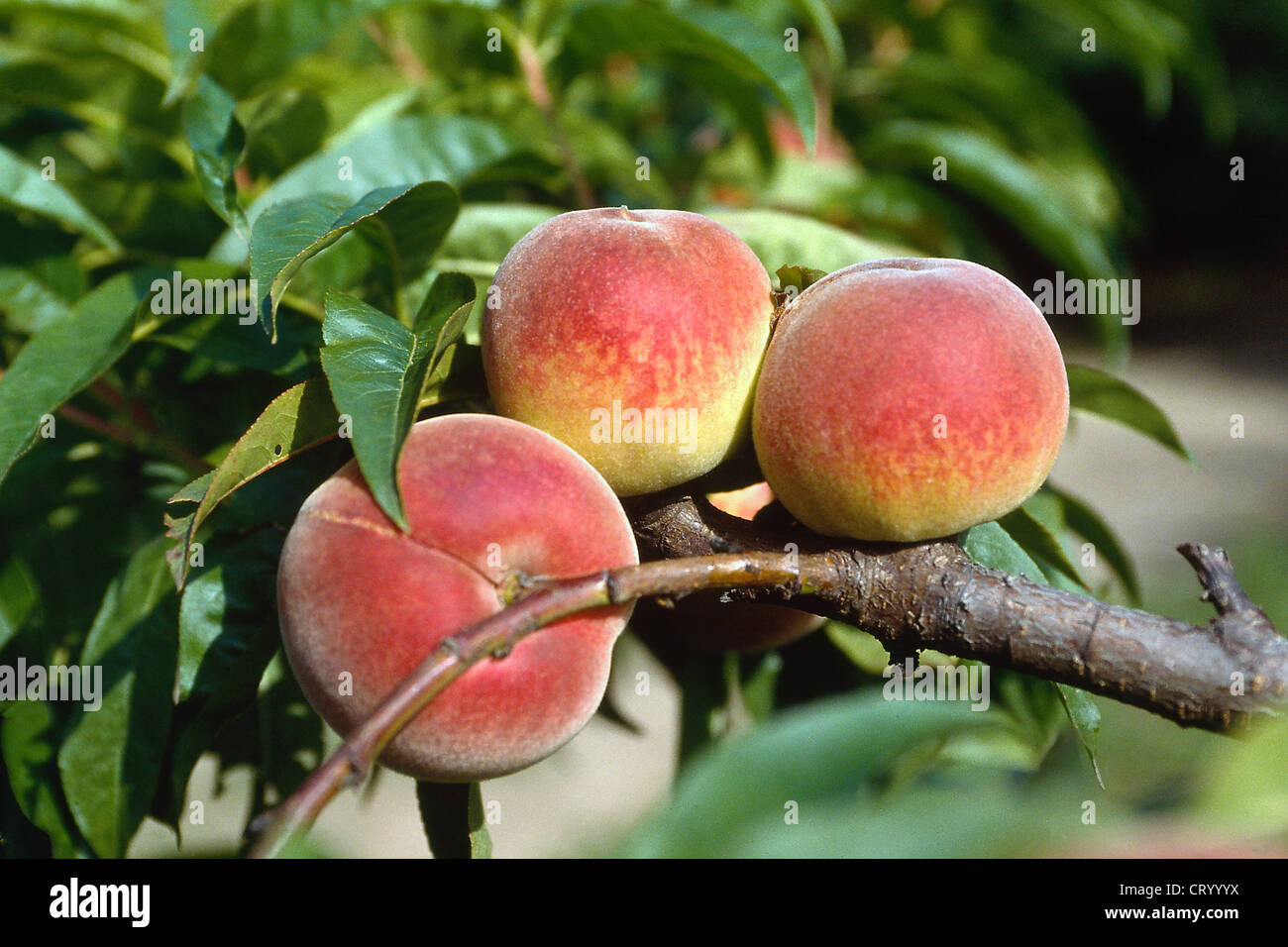 PEACH Foto Stock