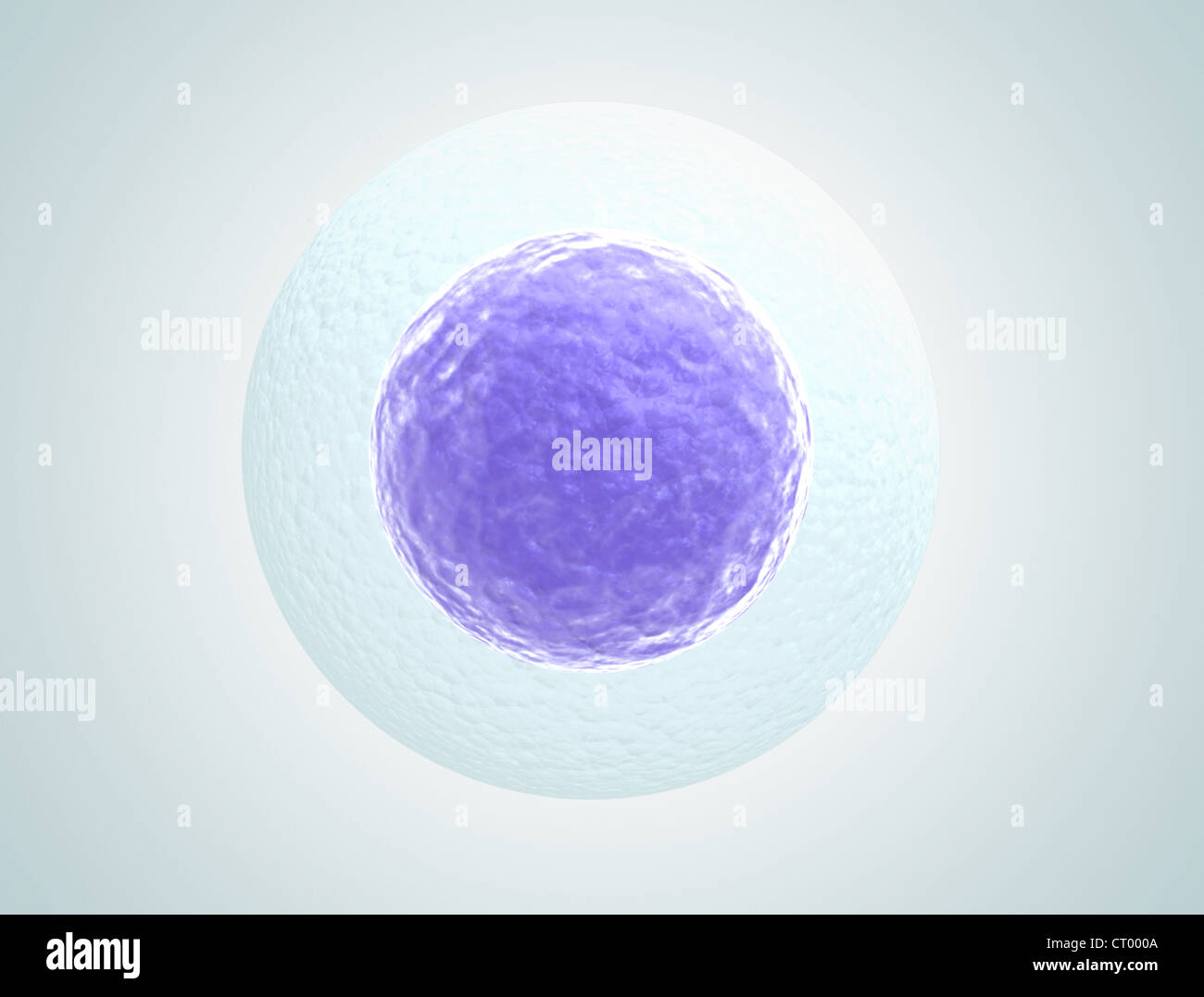 Uovo umano illustrazione di cella Foto Stock