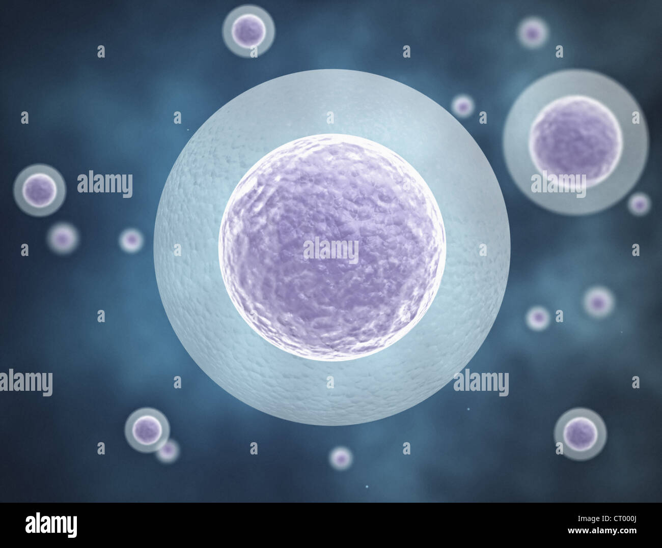 Umani cellule uovo di alta qualità 3D render Foto Stock