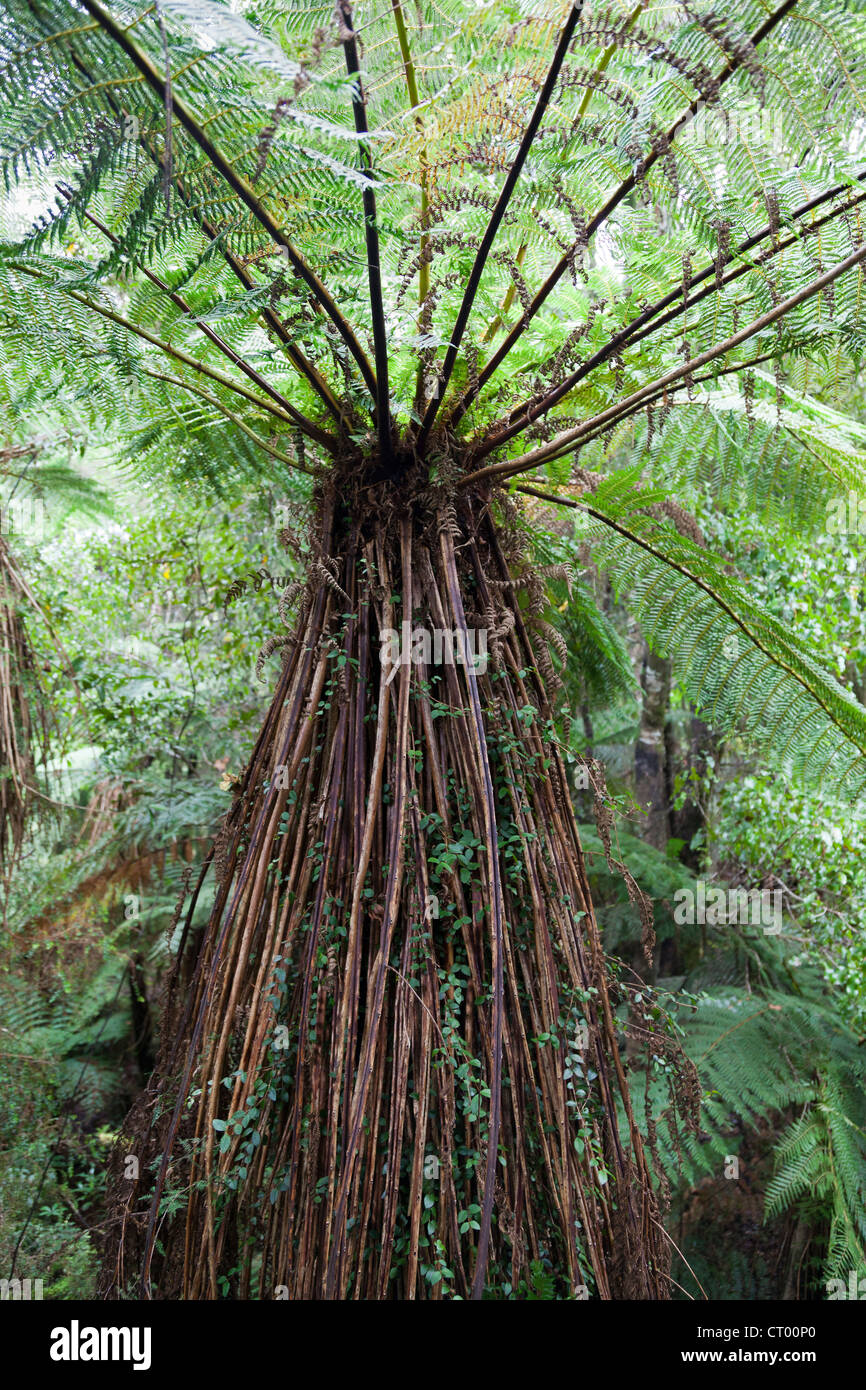 Quella primitiva foresta pluviale temperata nella voragine, Fiordland, Isola del Sud della Nuova Zelanda 11 Foto Stock