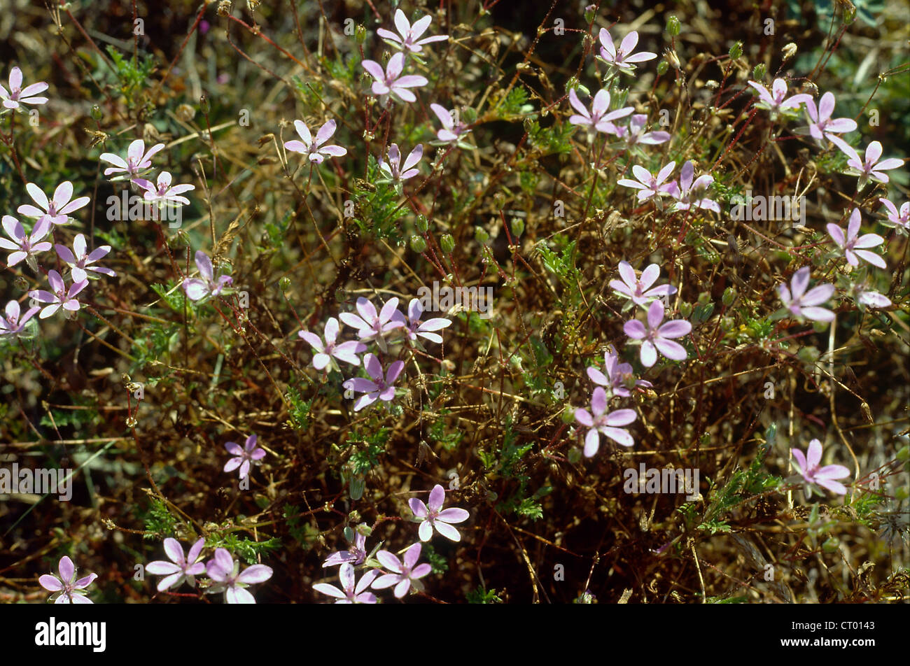 CENTAURY Foto Stock