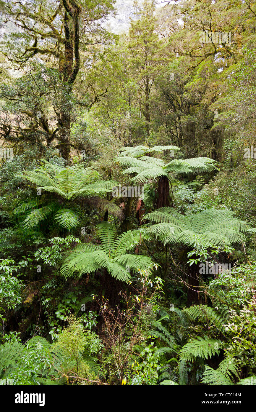 Quella primitiva foresta pluviale temperata nella voragine, Fiordland, Isola del Sud della Nuova Zelanda 8 Foto Stock