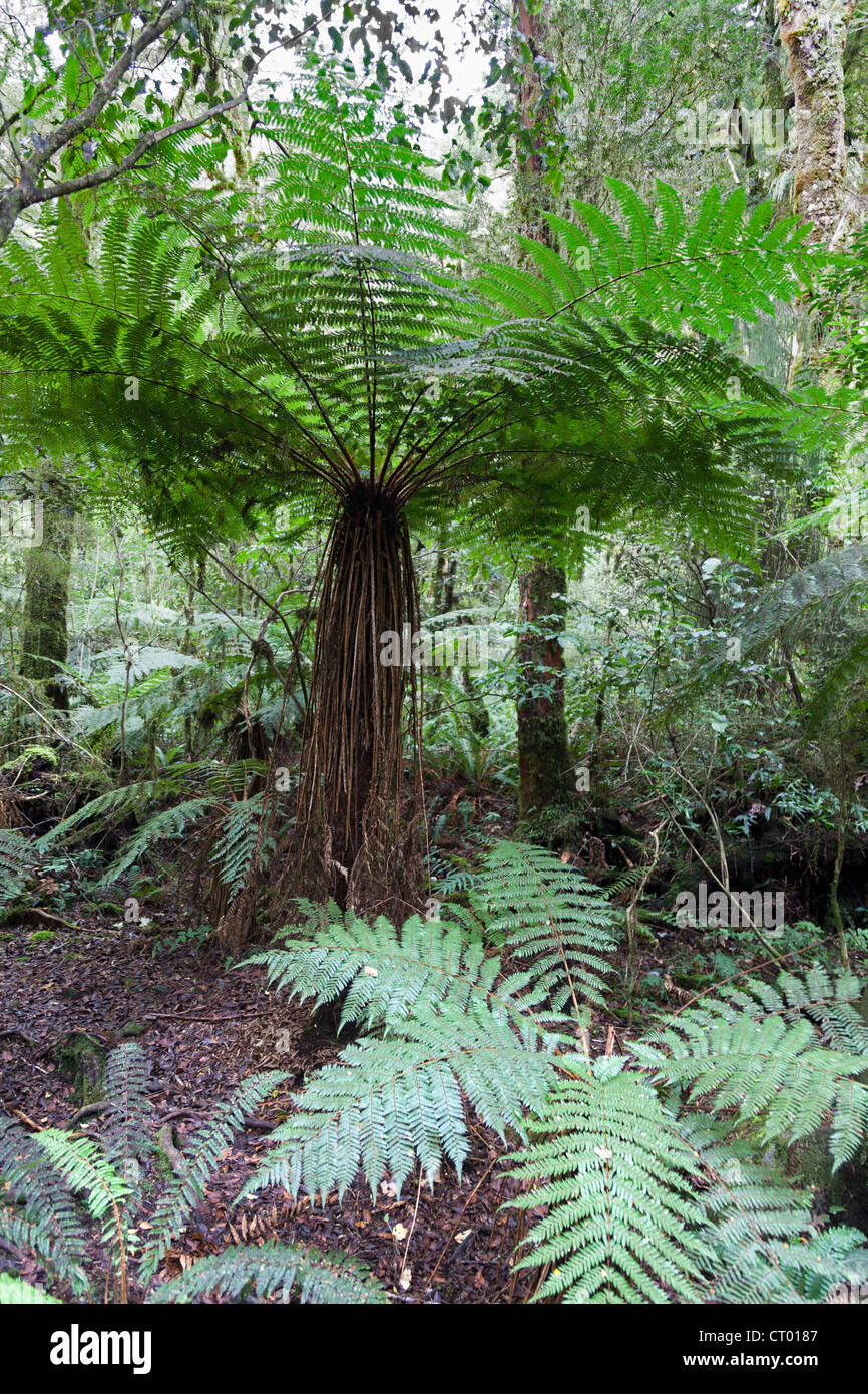 Quella primitiva foresta pluviale temperata nella voragine, Fiordland, Isola del Sud della Nuova Zelanda 7 Foto Stock