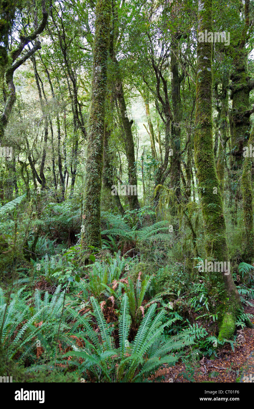 Quella primitiva foresta pluviale temperata nella voragine, Fiordland, Isola del Sud della Nuova Zelanda 5 Foto Stock