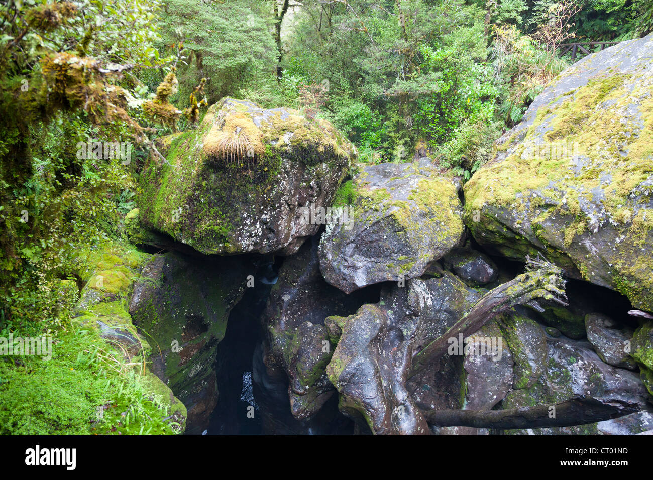 Quella primitiva foresta pluviale temperata nella voragine, Fiordland, Isola del Sud della Nuova Zelanda 3 Foto Stock