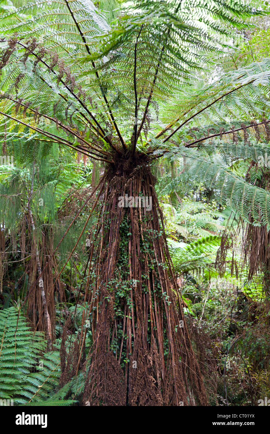 Quella primitiva foresta pluviale temperata nella voragine, Fiordland, Isola del Sud della Nuova Zelanda 1 Foto Stock