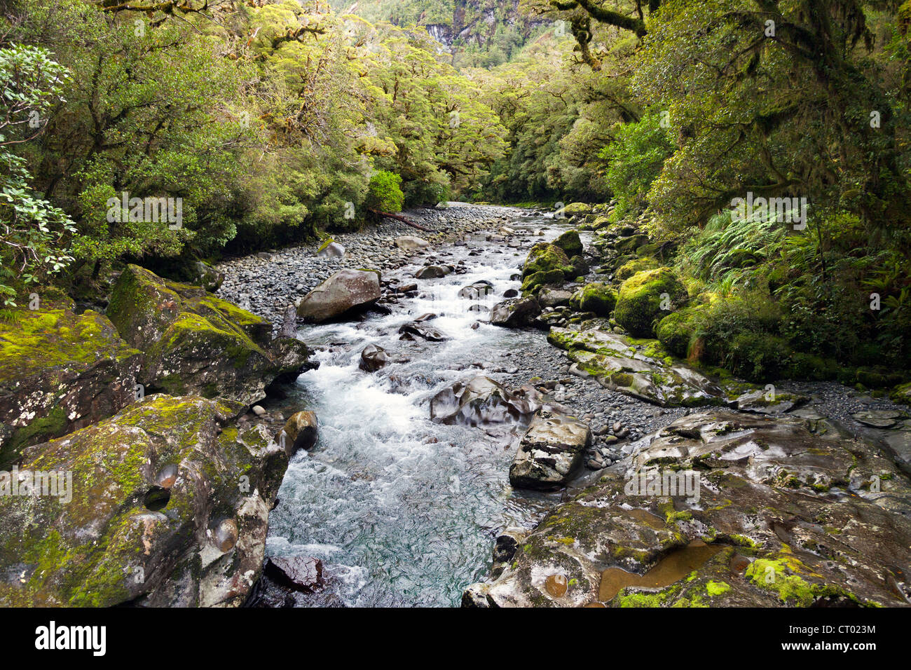 Flusso e foresta pluviale temperata nella voragine, Fiordland, Isola del Sud della Nuova Zelanda Foto Stock