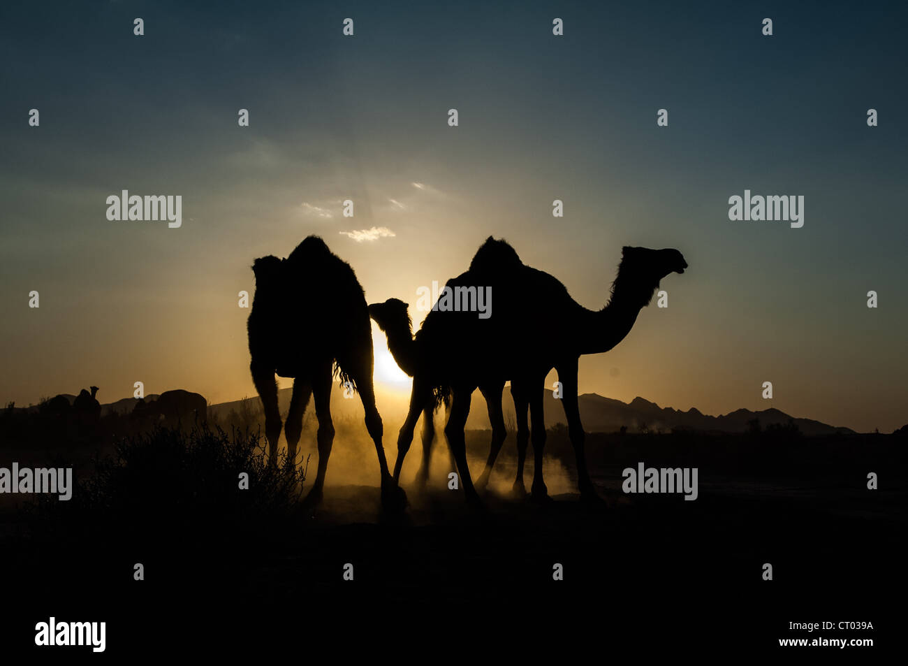 Cammelli in deserti iraniani , Dasht-e Kavir ,Isfahan Provincia Foto Stock