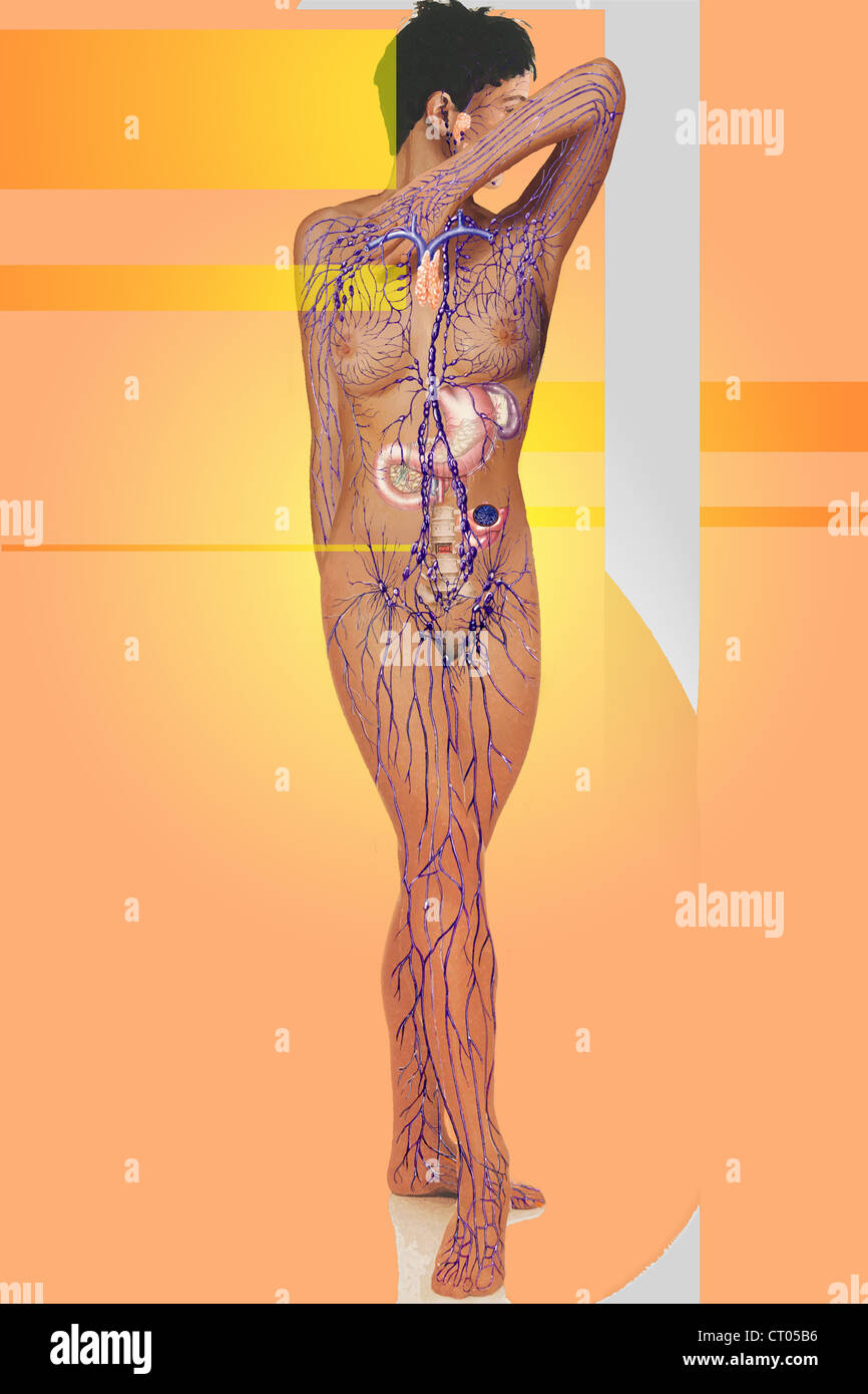 Sistema linfatico, illustrazione Foto Stock