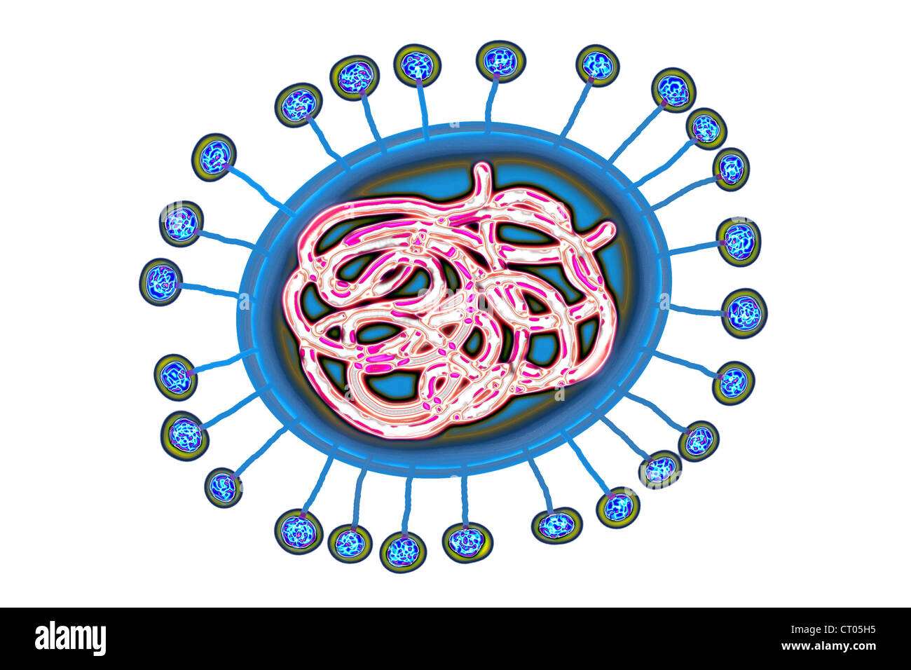 CORONAVIRUS Foto Stock