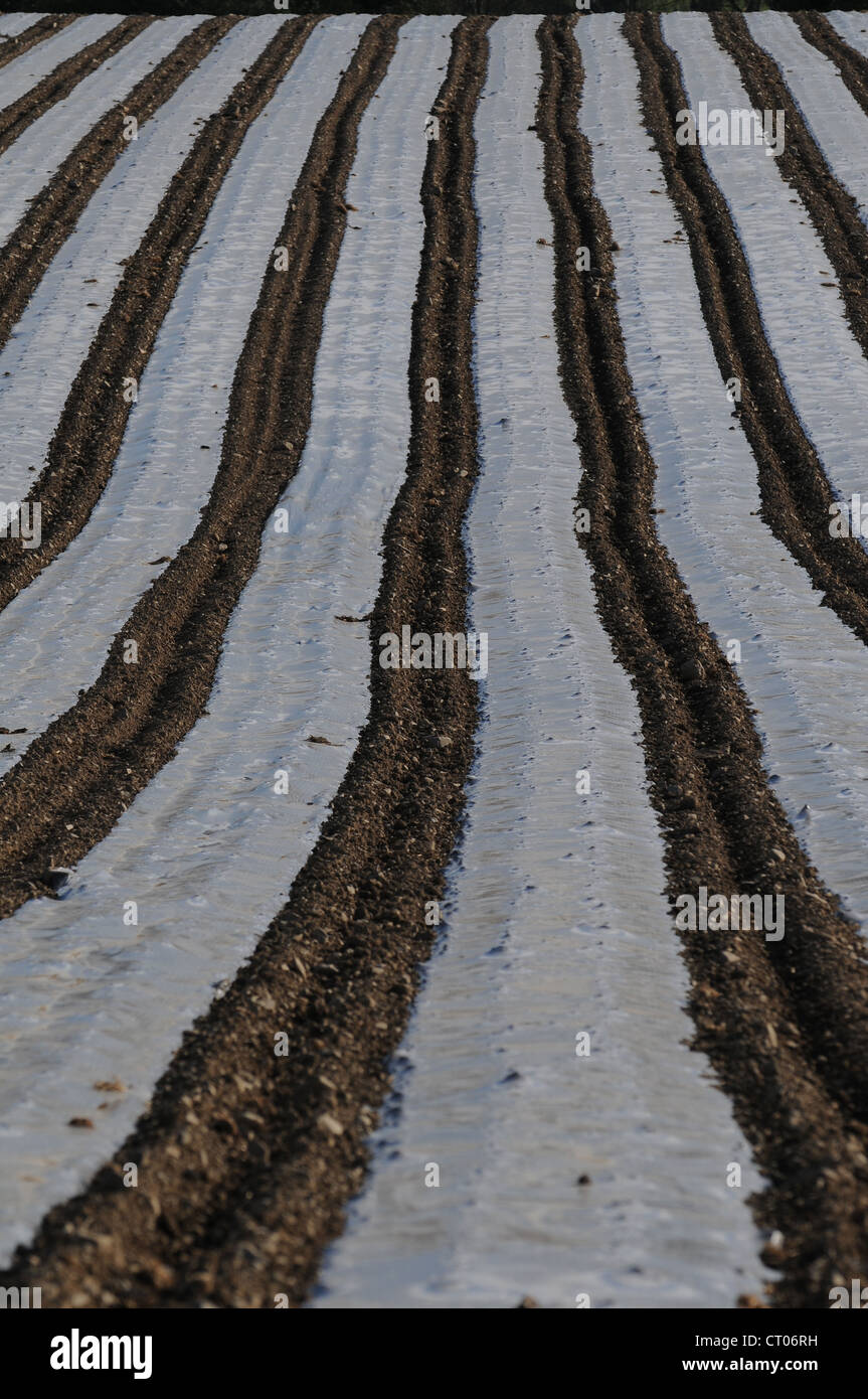 La coltivazione del mais con un sottile strato di plastica degradabile Foto Stock