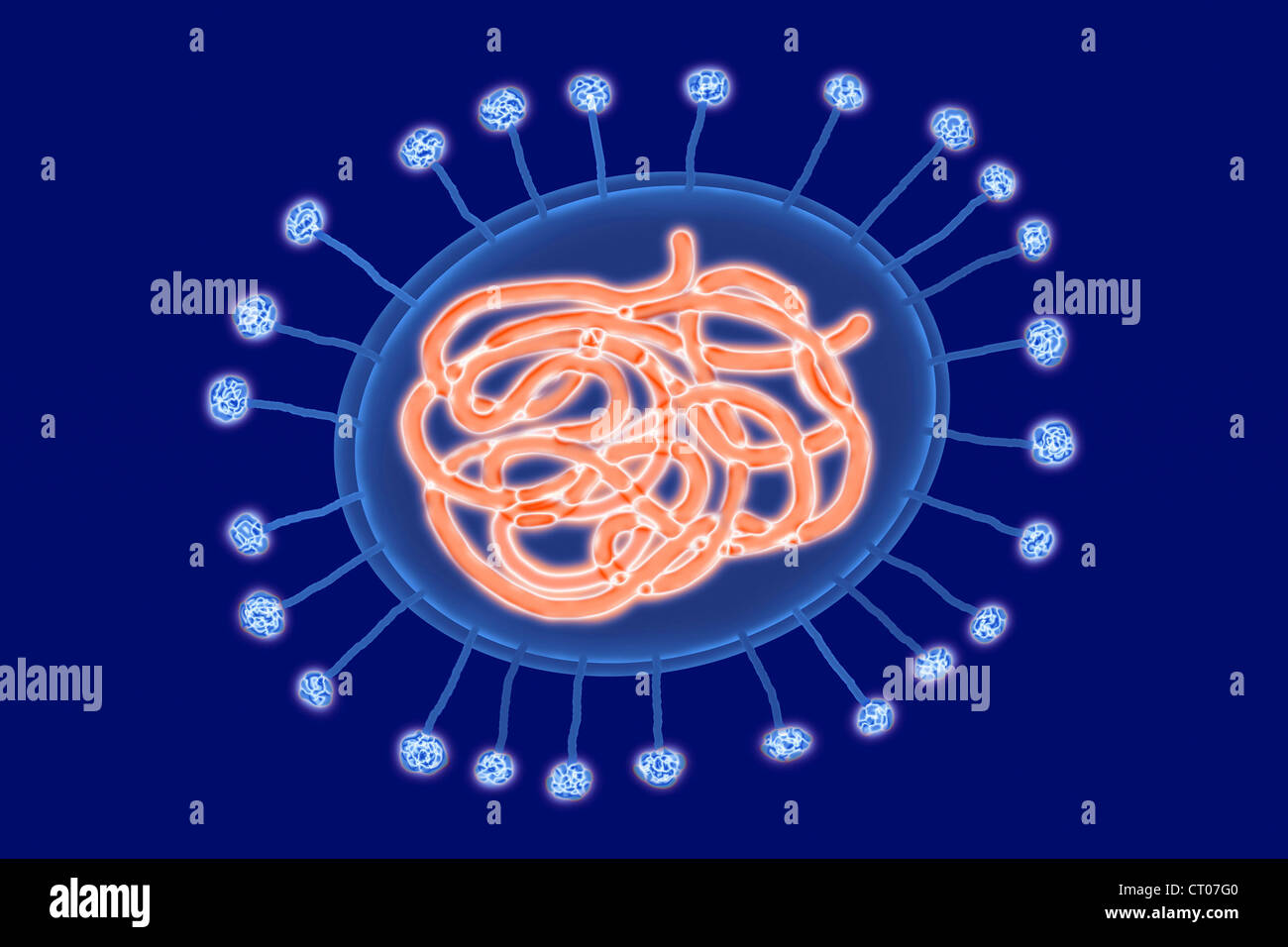 CORONAVIRUS Foto Stock
