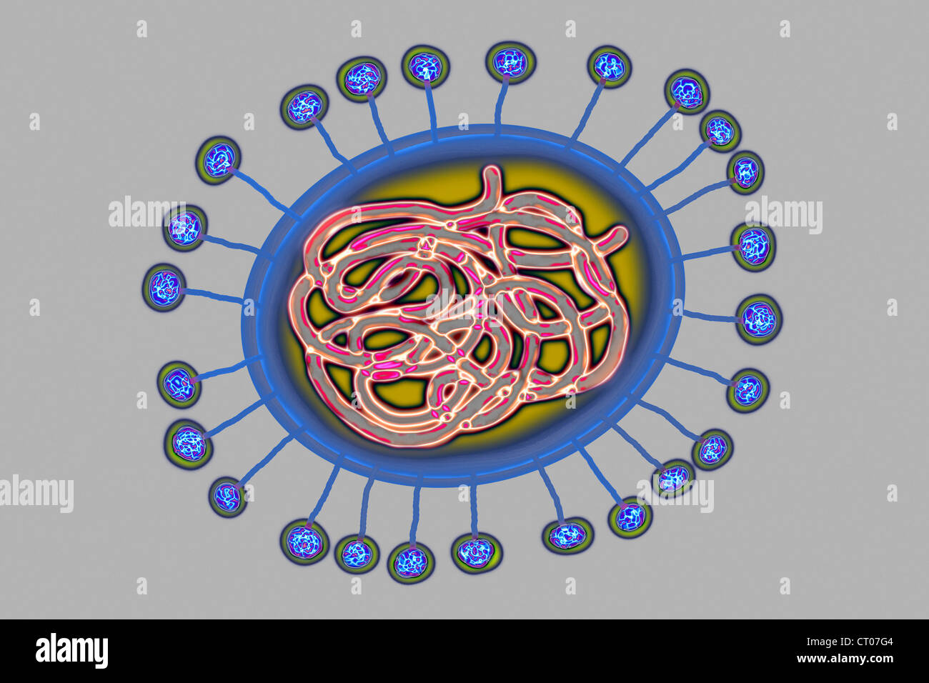 CORONAVIRUS Foto Stock