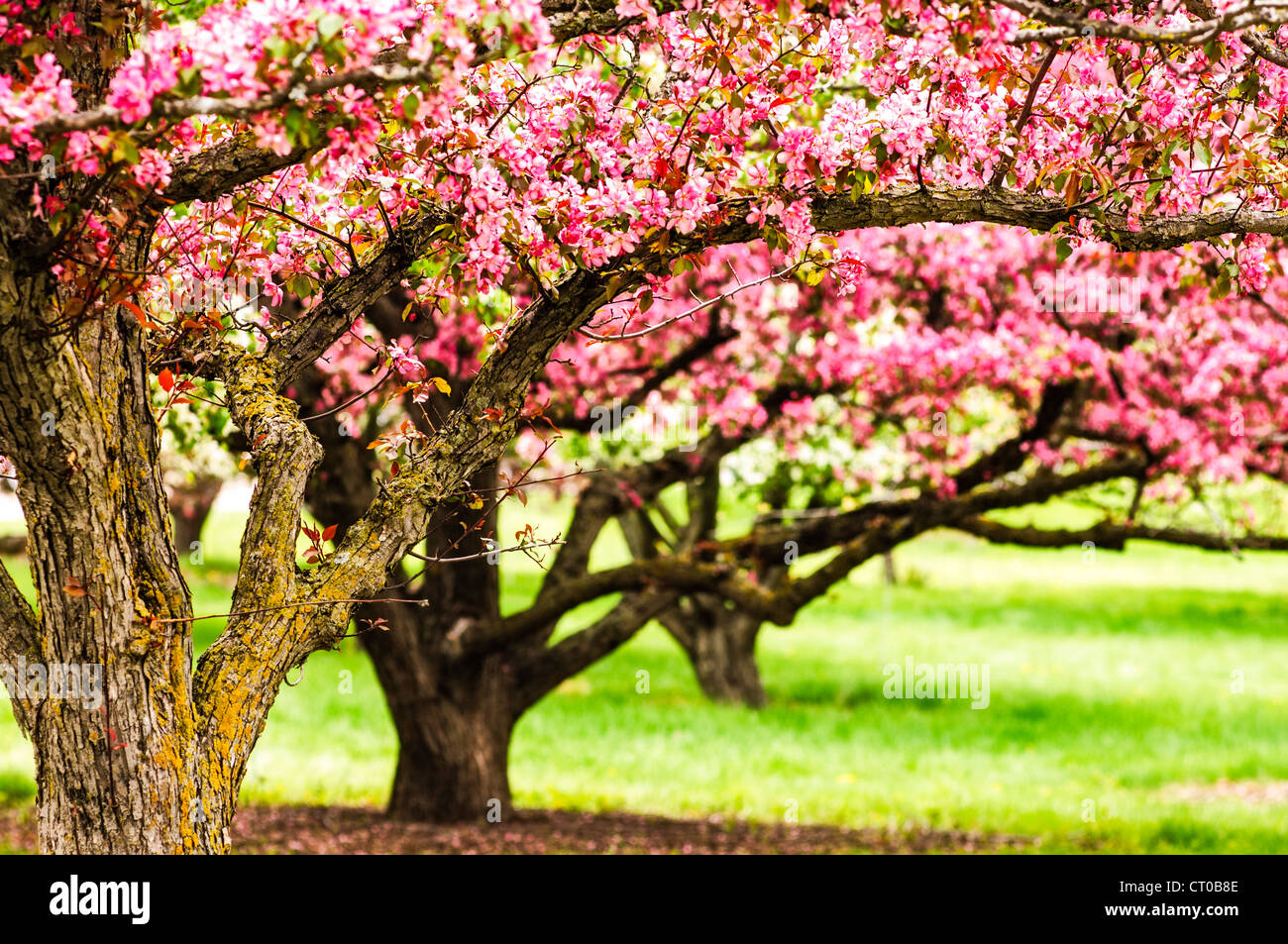 Meli in fiore all'Università di Minnesota Landscape Arboretum in primavera. Foto Stock