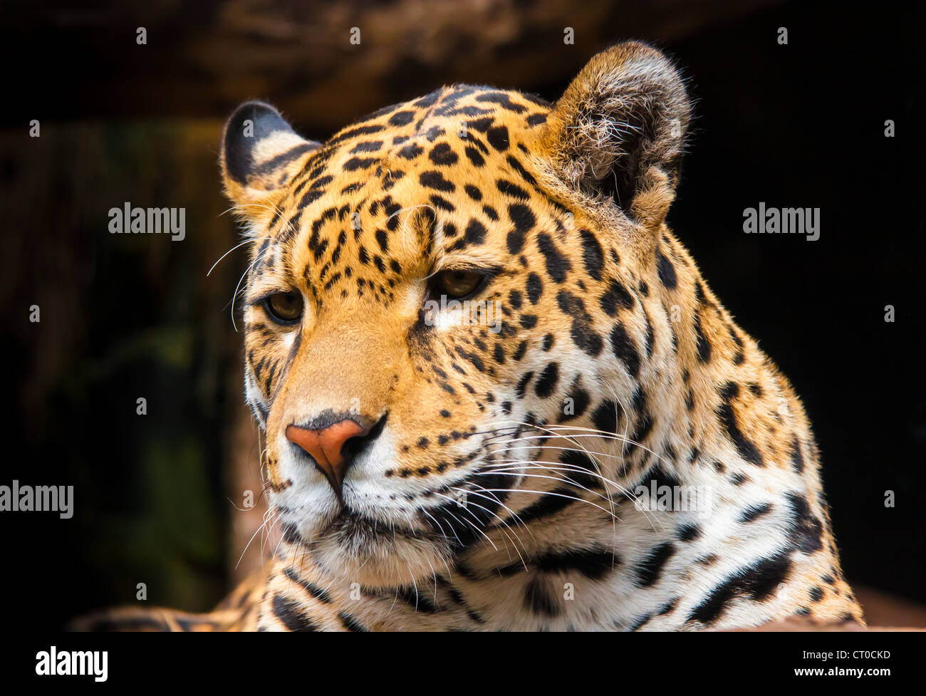 Ritratto di una donna Jaguar (Panthera onca) Foto Stock