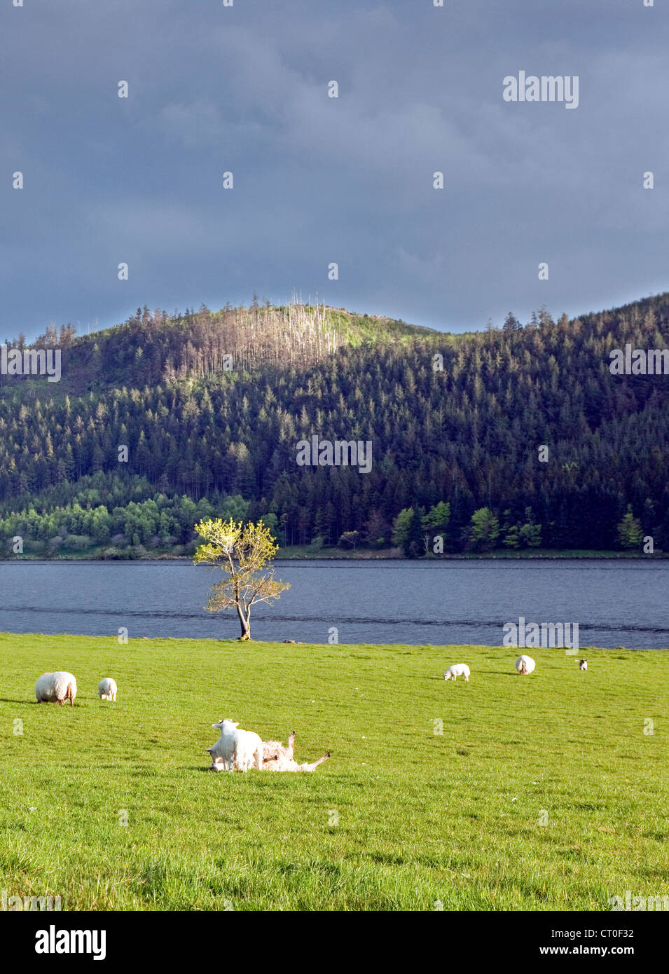 Pecore al pascolo illuminato da tarda sera luce sulla riva del lago di Llyn Cwellyn in Nant-y-Betws Valley, il Parco Nazionale di Snowdonia Gw Foto Stock