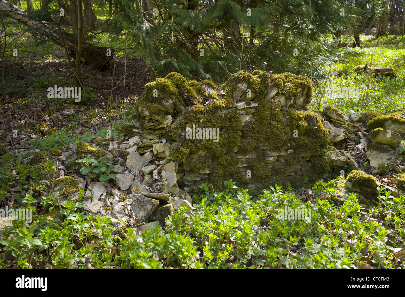 Stalattite parete in stato di abbandono sul bordo del bosco in Swinbrook in Cotswolds, Oxfordshire, Regno Unito Foto Stock